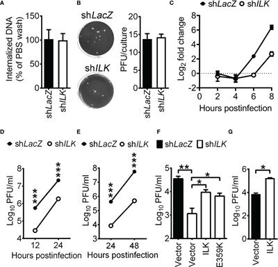 Integrin-Linked Kinase Reduces H3K9 Trimethylation to Enhance Herpes Simplex Virus 1 Replication